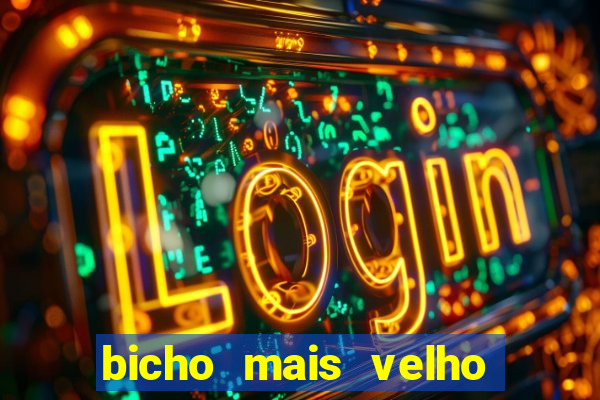 bicho mais velho da loteria dos sonhos